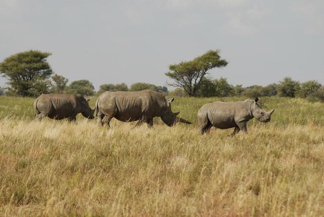 Mafikeng Game Reserve